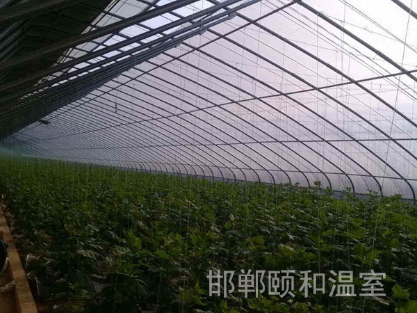日光溫室 (6)
